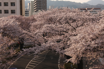 桜の道.jpg